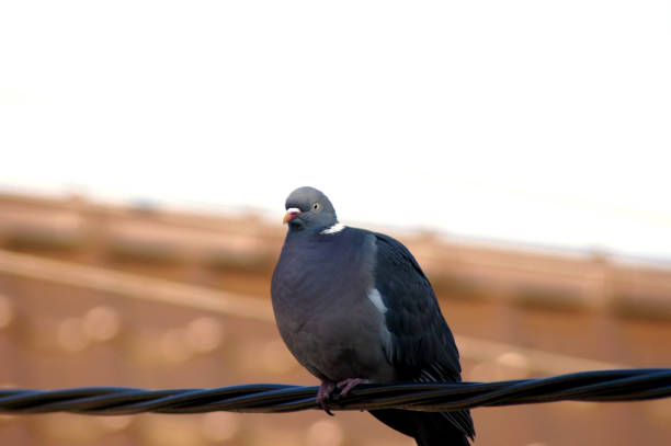 How to Get Rid of Pigeons Without Harming Them