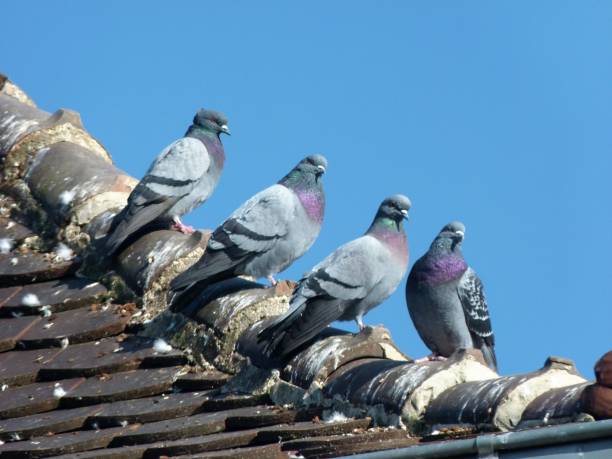 Pigeons