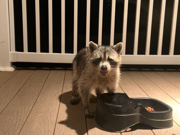 Raccoon Removal Service Near You