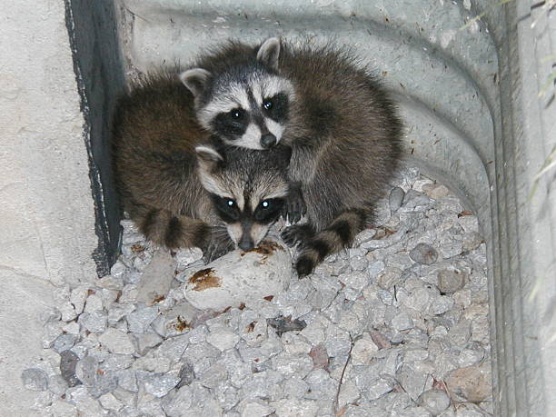 Raccoon Finding 3