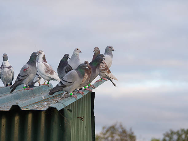 Guide to Pigeon Removal