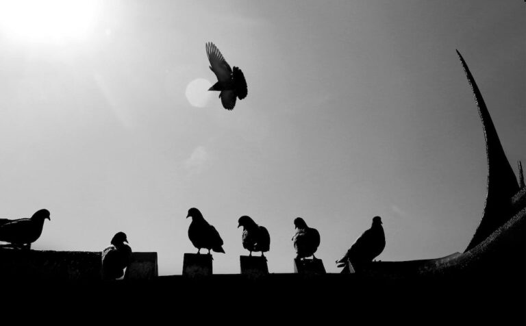 pigeon roof