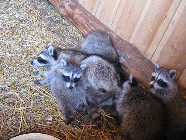 Finding the Best Raccoon Exterminator Near Me: Tips and Tricks