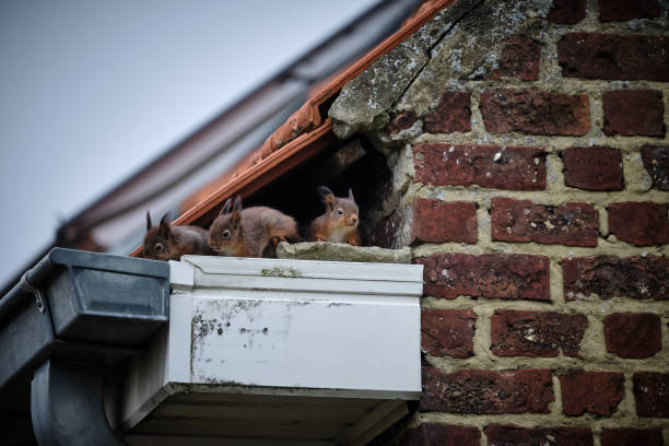 Squirrel Removal in Nassau County: What You Need to Know