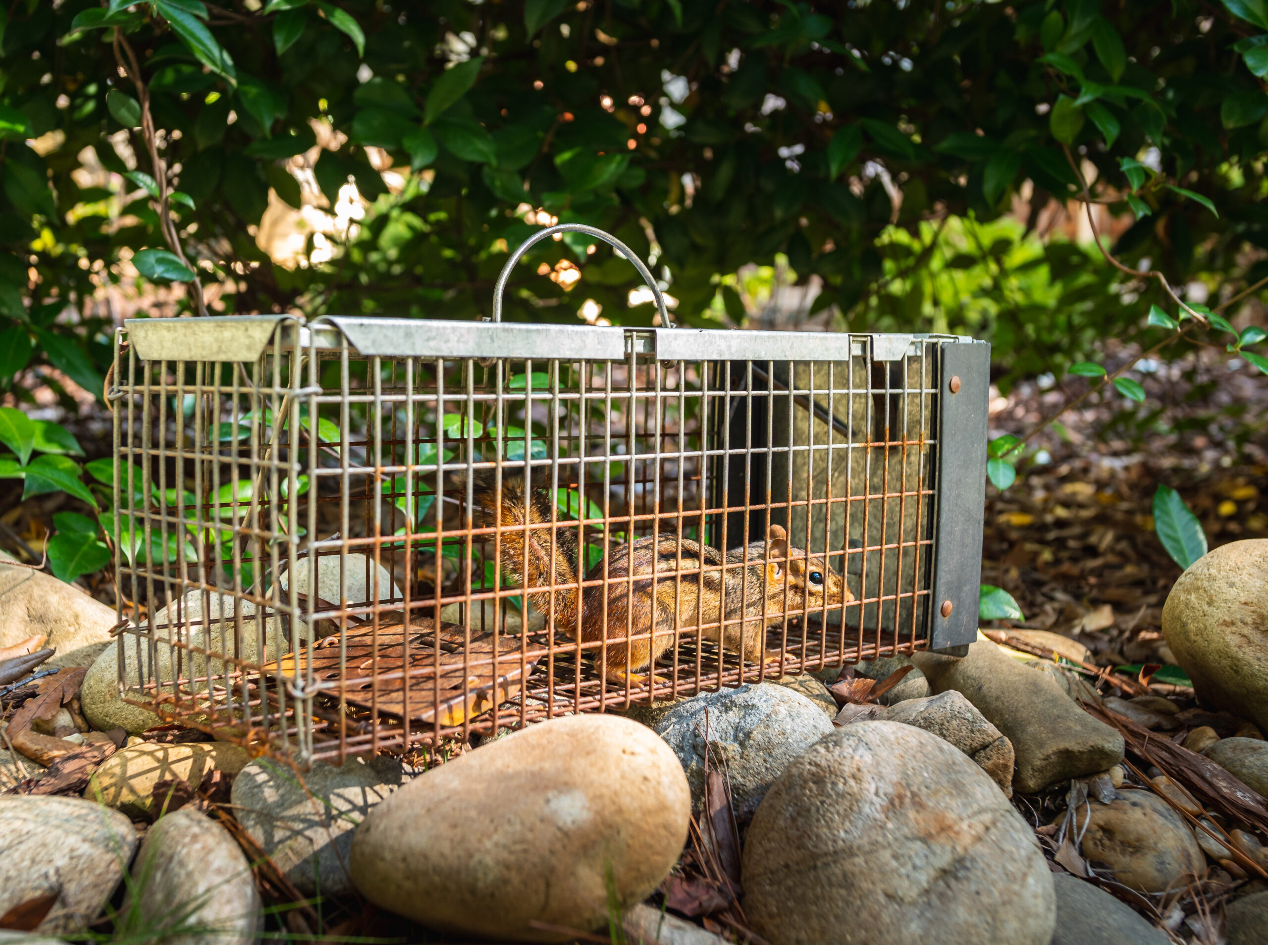 Chipmunk,In,Live,Humane,Trap.,Pest,And,Rodent,Removal,Cage.