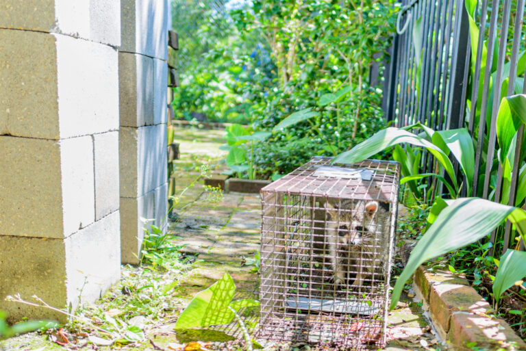 Trapped,Nuisance,Raccoon,In,Uptown,Neighborhood,Of,New,Orleans,,Louisiana,