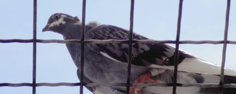 Pigeon stands on the top of the cage